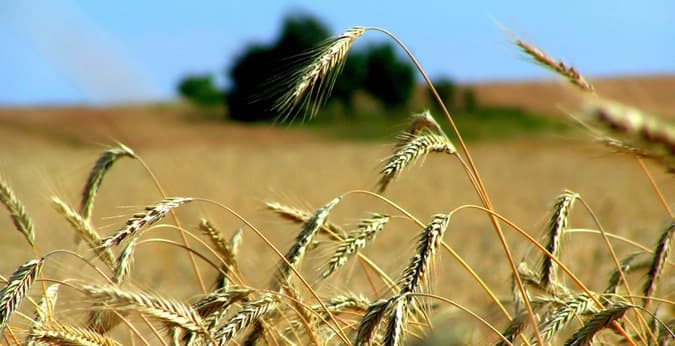 EL RESPONSABLE DEL FRACASO DE LA PRODUCCIÓN DE TRIGO ES EL GOBIERNO NACIONAL