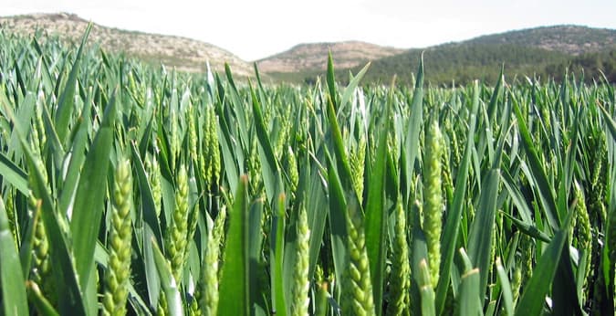 Preocupación por la posibilidad de que se intervenga el mercado de cebada